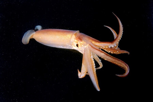 ماهی مرکب چیست ؟